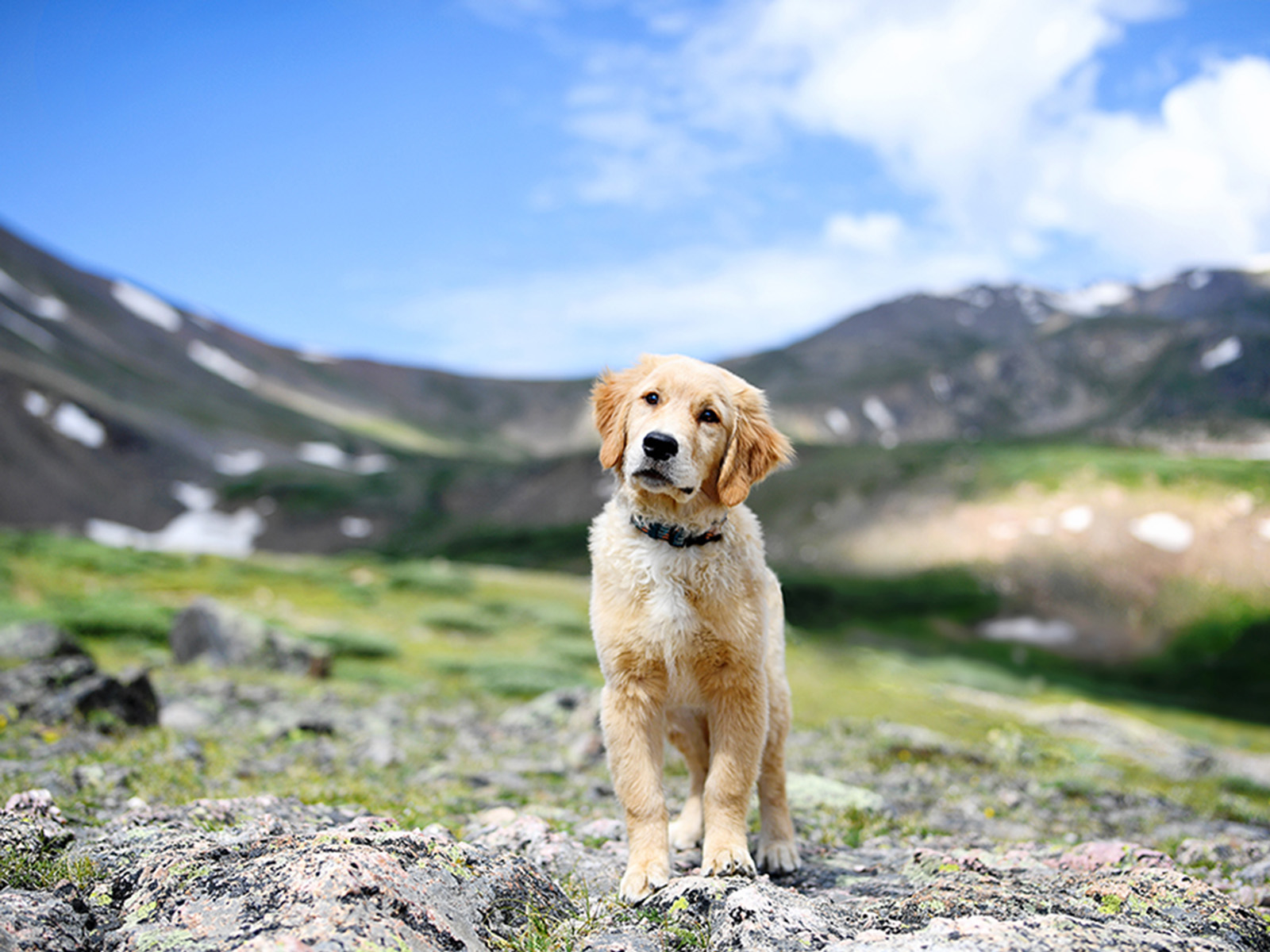 Golden retriever puppy in the mountains