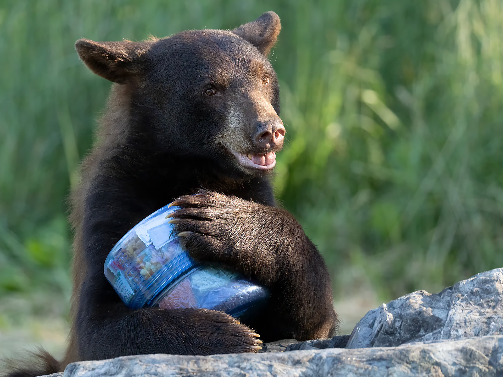 Bear holding a clear blue bear canister with food