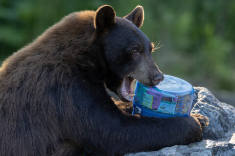 grizzly bear bites a bear canister