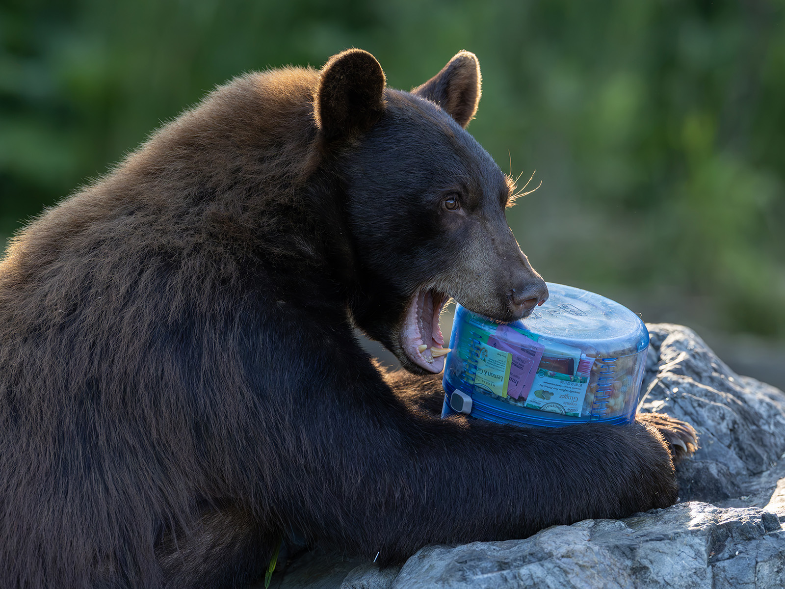Is BearVault’s New Collapsible Canister Actually Bear Proof?