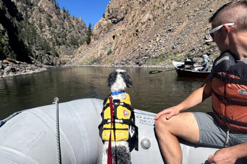 An Aussiedoodle perches on the outer tube of a raft on the Colorado River