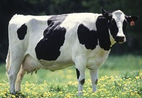 friesian-holstein